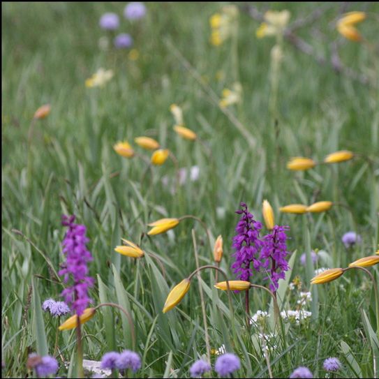 stage plantes médicinales