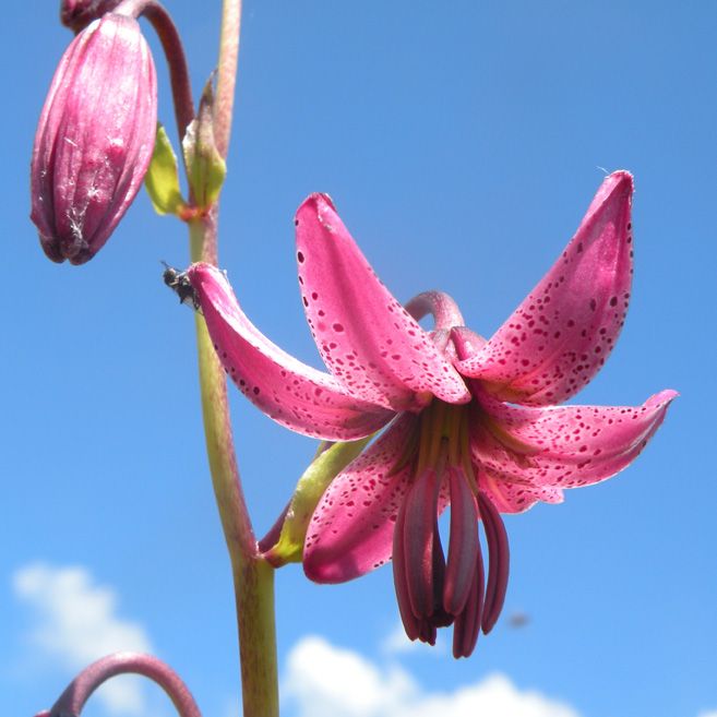 stage plantes médicinales