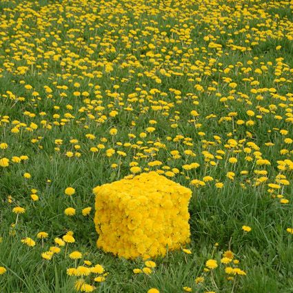 stage de land-art
