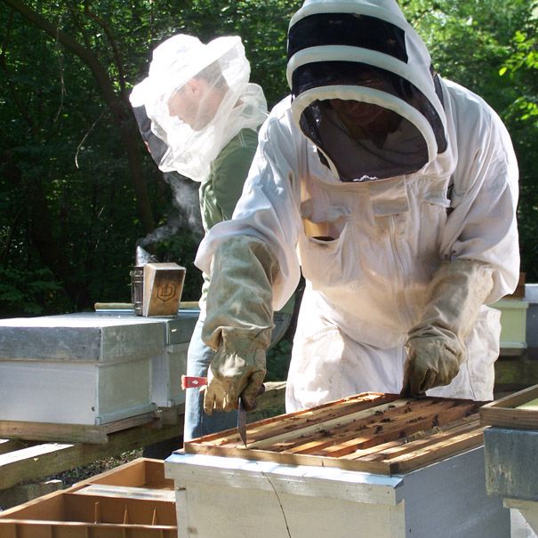 stage apiculture