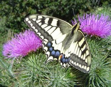 Stage papillons et libellules