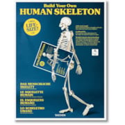 Human Skeleton