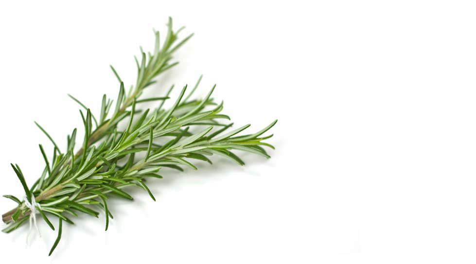 Tisane Romarin