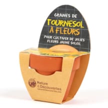 Tournesol à fleur à planter