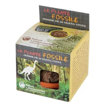 Plante fossile