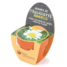 Mini kit pâquerette