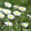 Mini kit pâquerette Mini kit pâquerette