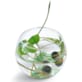 Bulle de lotus