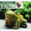 Grenouille solaire de Bienvenue