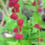 Graines bio* de légumes surprenants