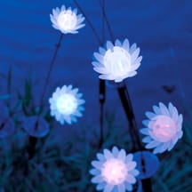 Lotus solaire dansant