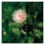 Lotus solaire dansant