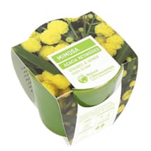 Mimosa à planter