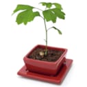 Mini-ginkgo bonsaï