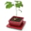 Mini-ginkgo bonsaï