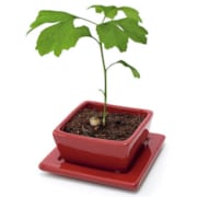 Mini-ginkgo bonsaï