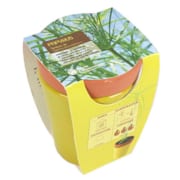 Papyrus en pot