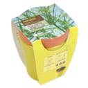 Papyrus en pot