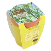 Papyrus en pot