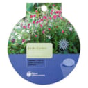 Tapis de graines à semer jardin d’ombre