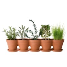 Jardinière cosse de petits pois
