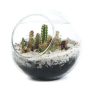Microsphère cactus