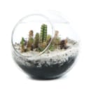 Microsphère cactus