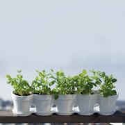 Jardinière petit pois blanche