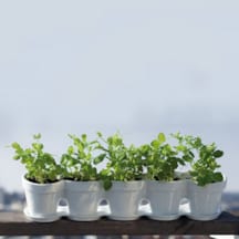 Jardinière petit pois blanche