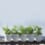 Jardinière petit pois blanche Jardinière petit pois blanche