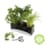 Jardinière d'aromates bio*
