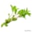 Graines de marjolaine bio Graines de marjolaine bio