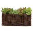 Plessis à planter 