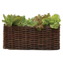 Plessis à planter 
