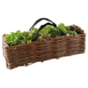 Jardinière de mesclun