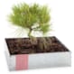 Coffret métal bonsaï Pinus + outils
