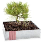 Coffret métal bonsaï Pinus + outils