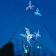 Colibri solaire