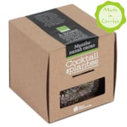 Cocktail de plantes Menthe nanah cacao