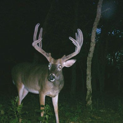 3-88007960-3.jpg?width=800