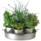 Le plateau d'aromates