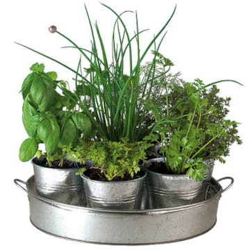 Le plateau d'aromates