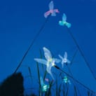 Colibri solaire