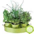 Plateau de 7 aromates vert