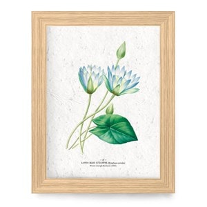 Affiche à planter a4 - lotus bleu
