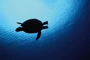 tortue