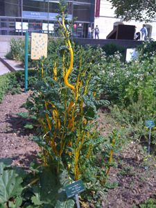 Potager-MNHN-NetD