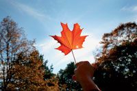 feuille