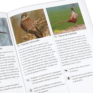 Reconnaître les chants d'oiseaux