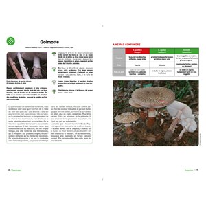 Aller aux champignons